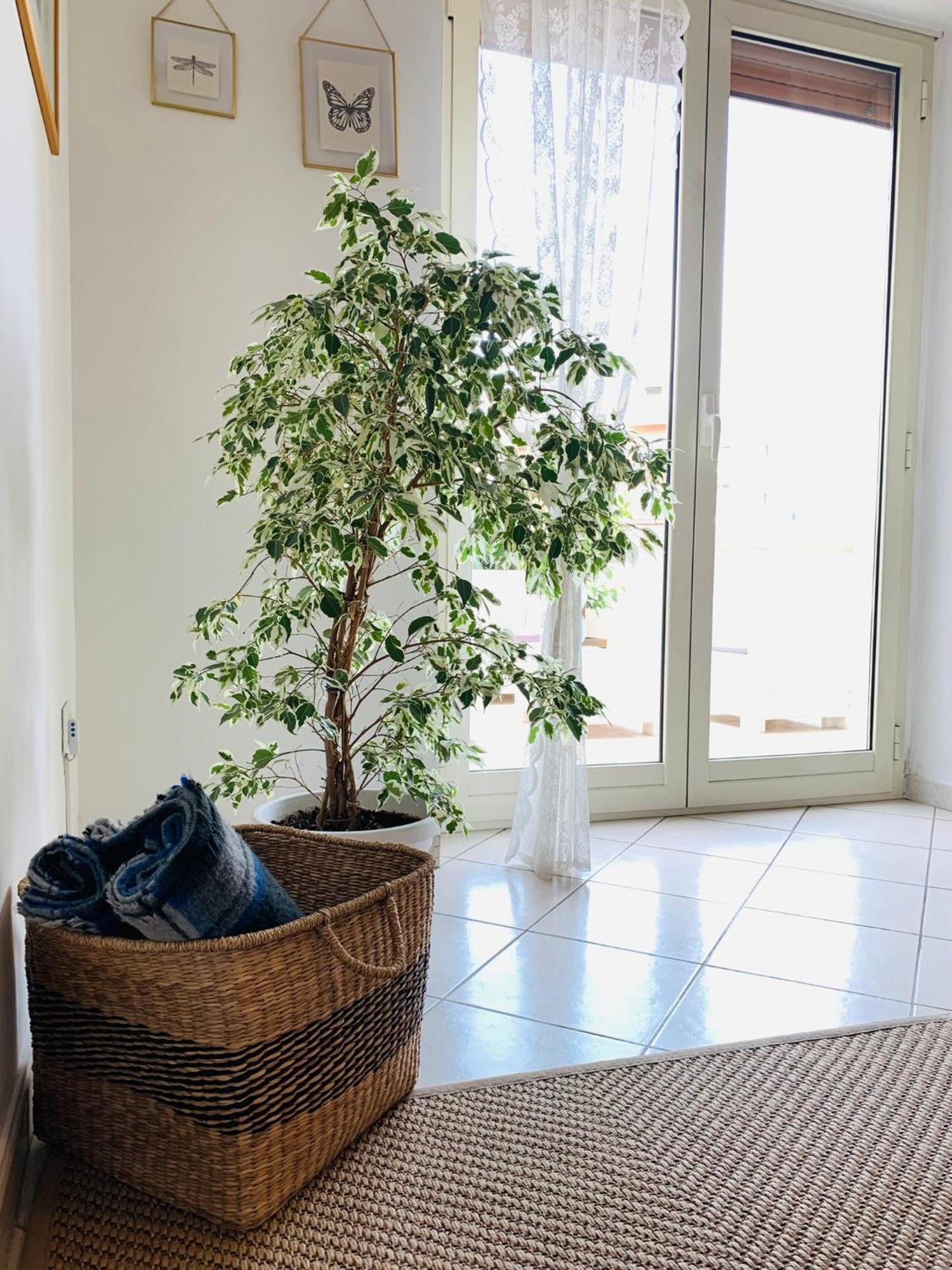 A Casa Di Carolina Apartment Касино Екстериор снимка